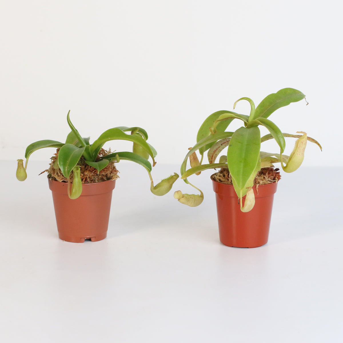 Carnivorous Plant Bundle