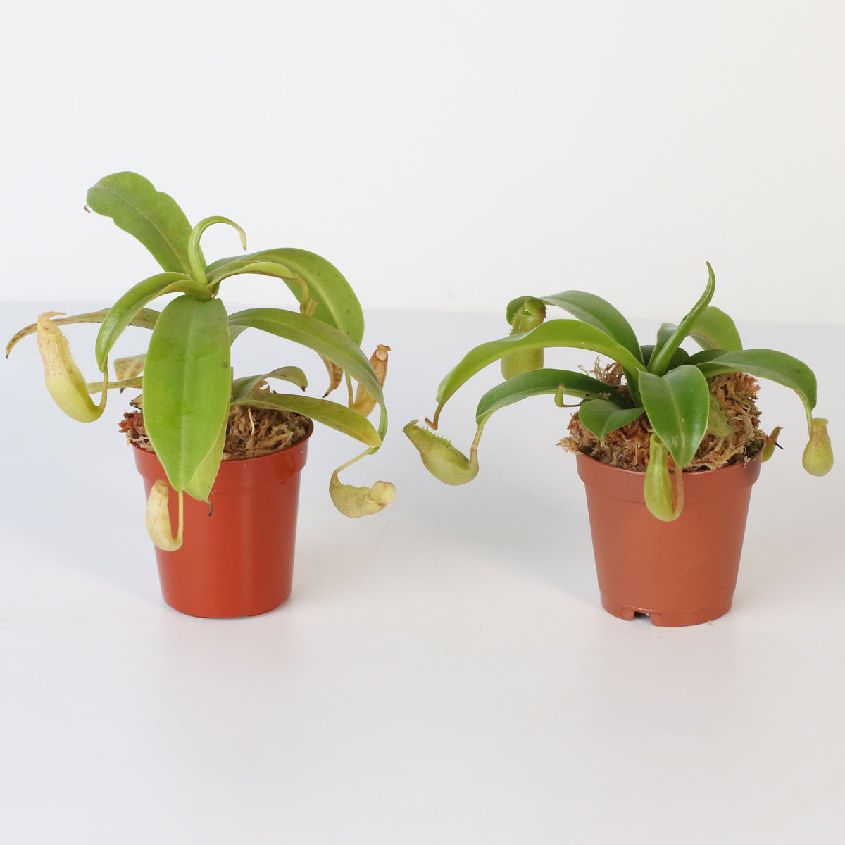 Carnivorous Plant Bundle