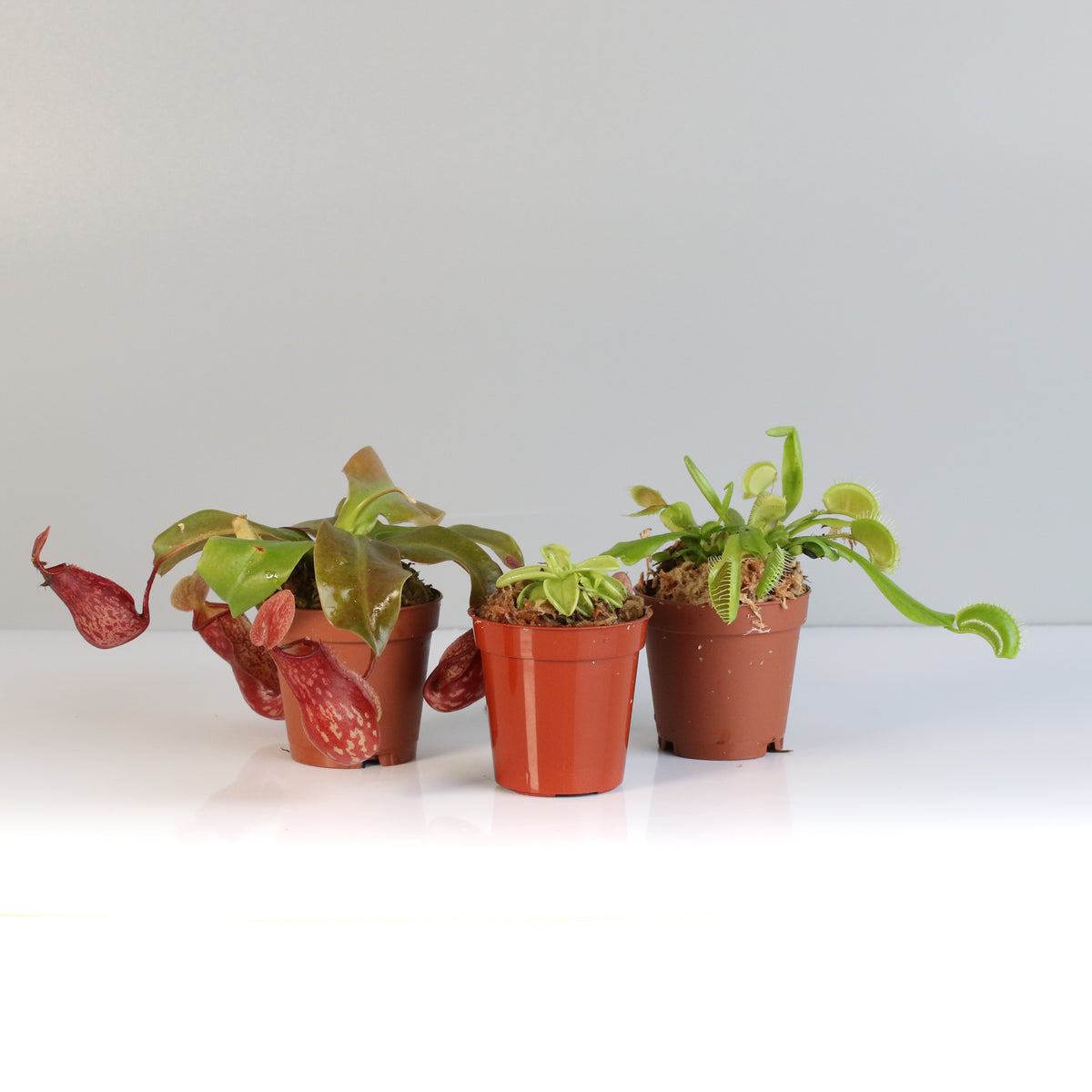 Carnivorous Plant Bundle