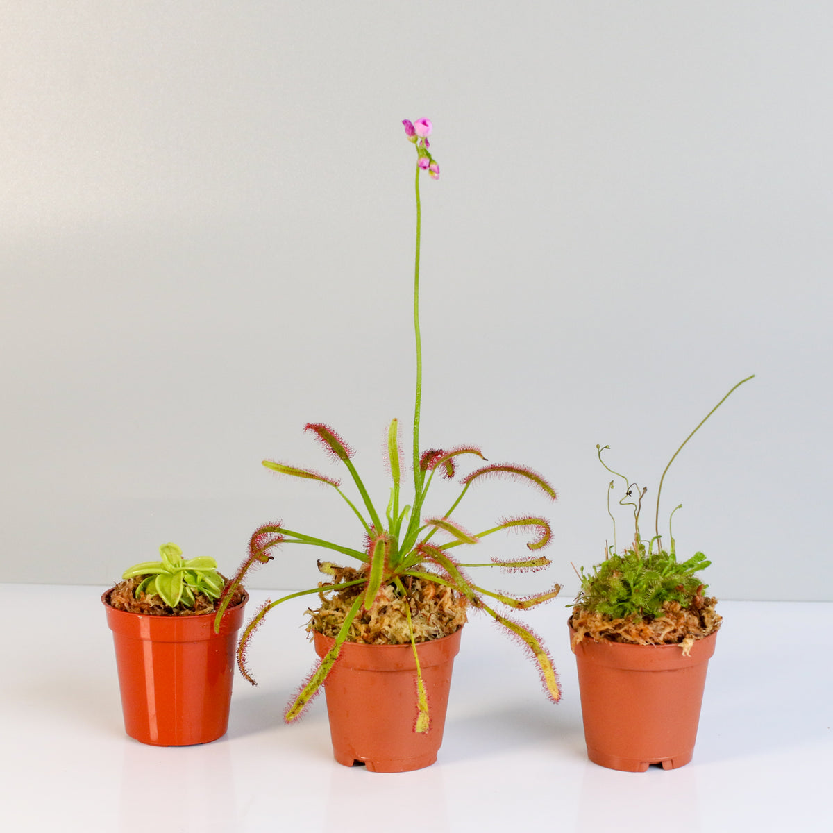Carnivorous Plant Bundle