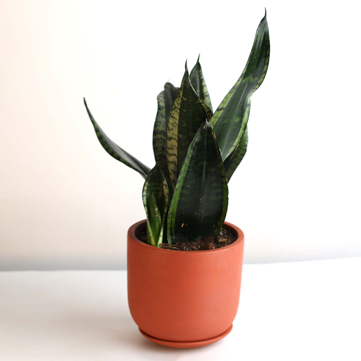 Whitney Sansevieria Snake Plant