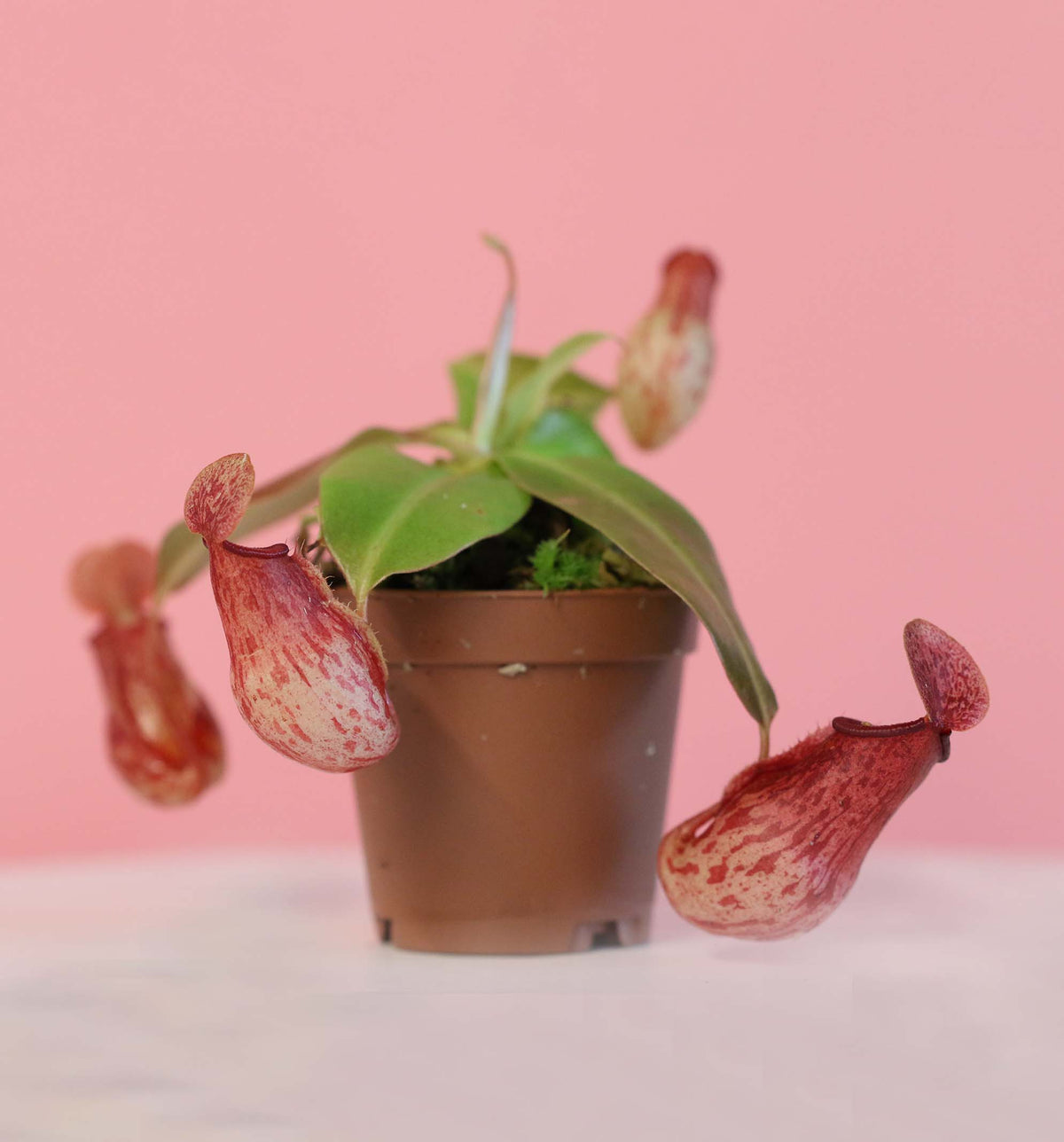 Tropical Pitcher Plant Nepenthes Gaya Carnivorous