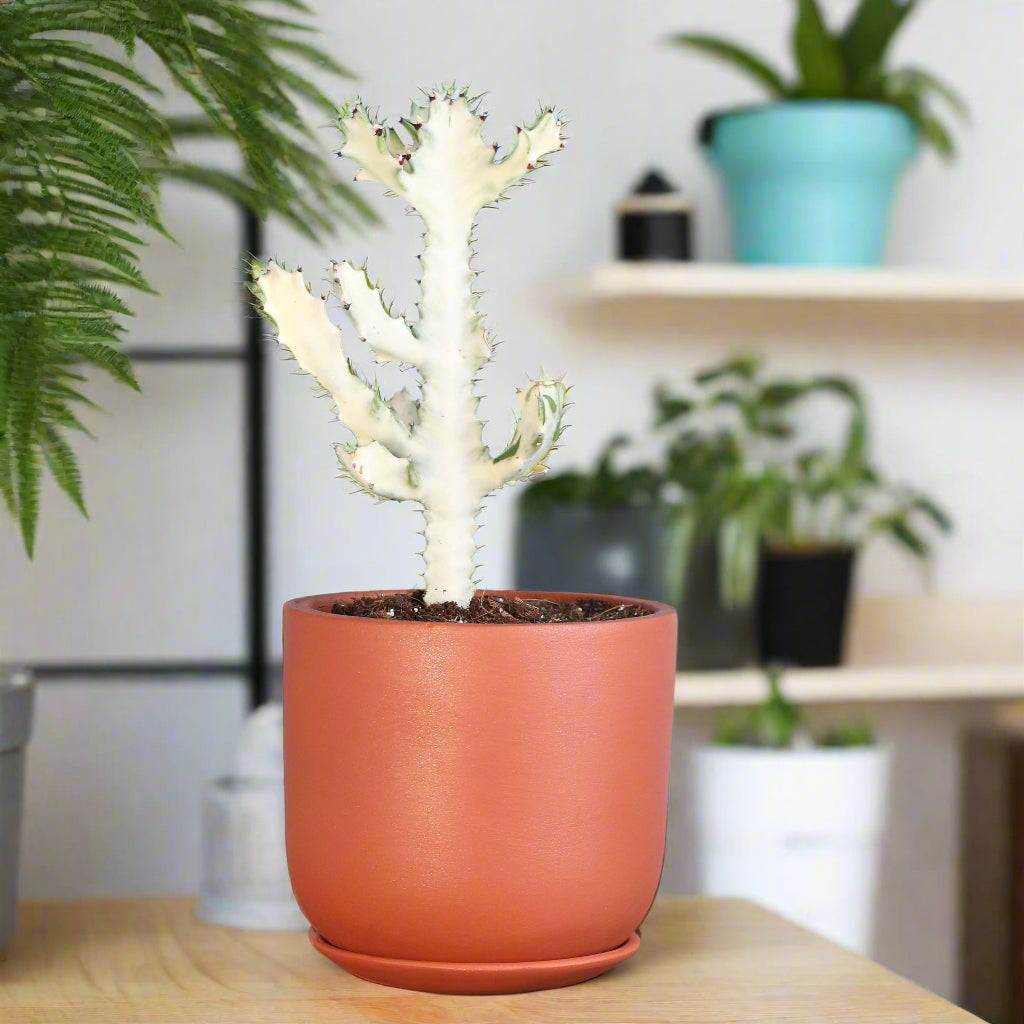 White Ghost Albo Succulent Plant
