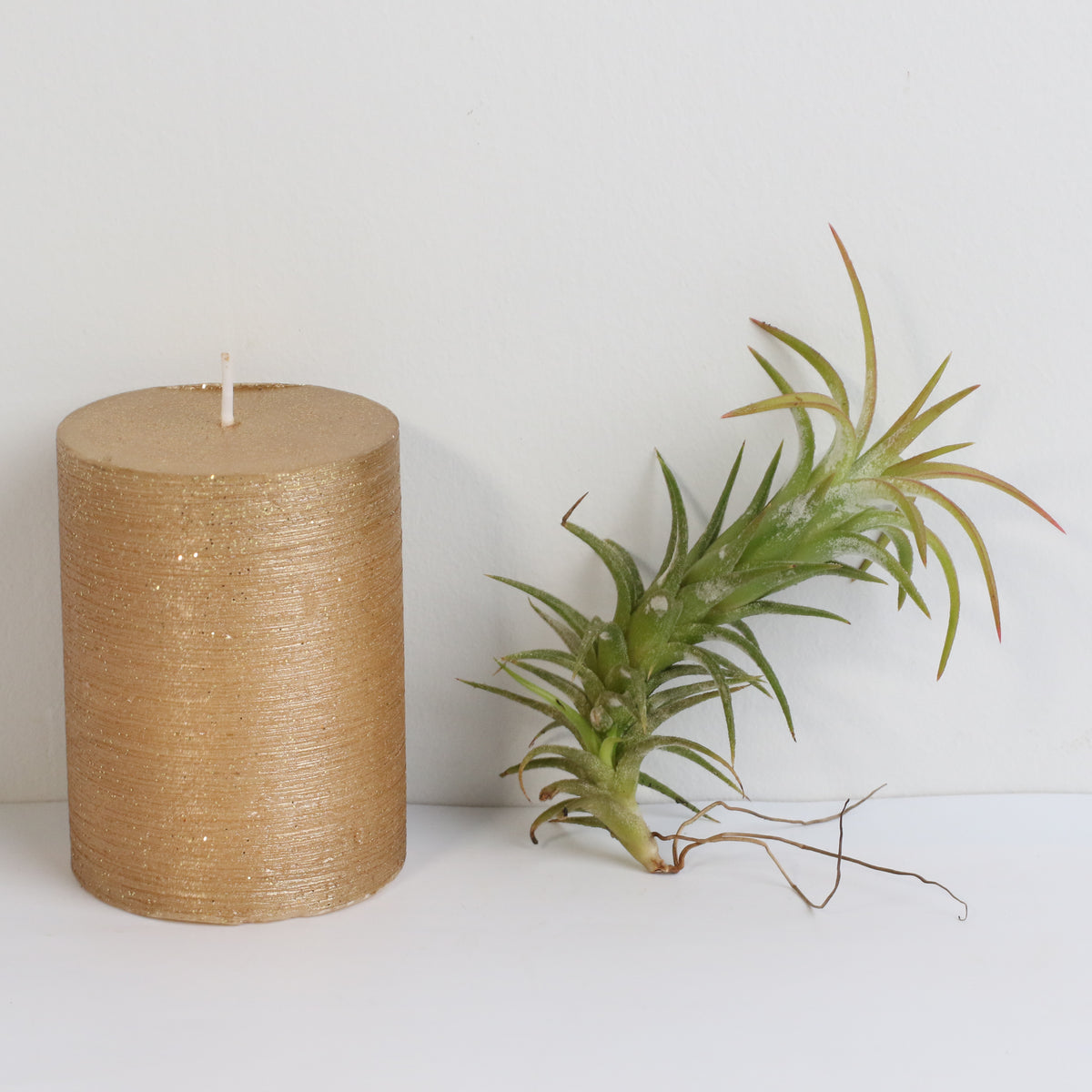 Tillandsia Vanhyniingii Air Plant