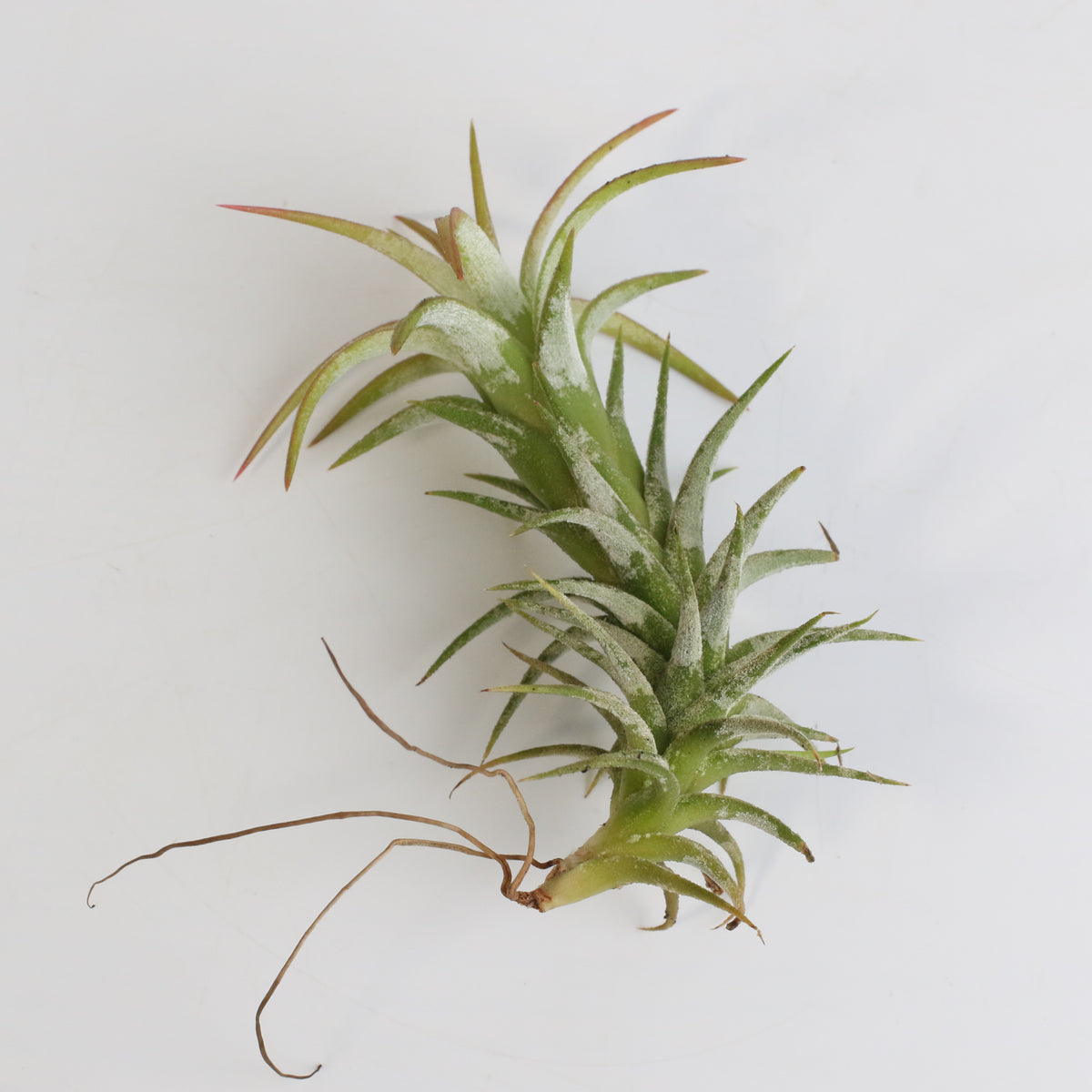 Tillandsia Vanhyniingii Air Plant