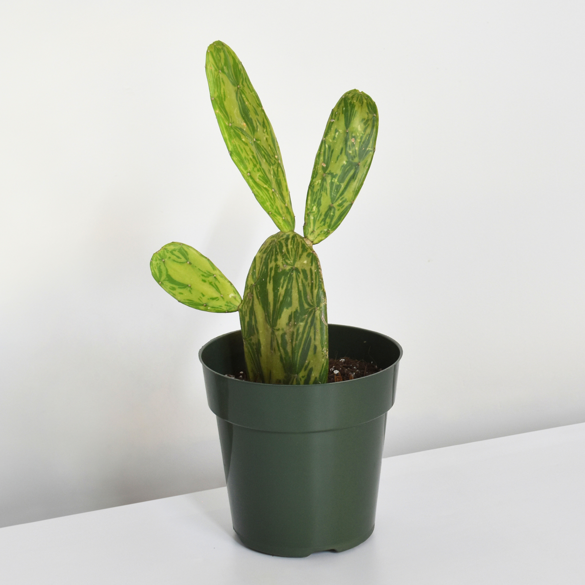 Variegated Opuntia Prickly Pear Cactus