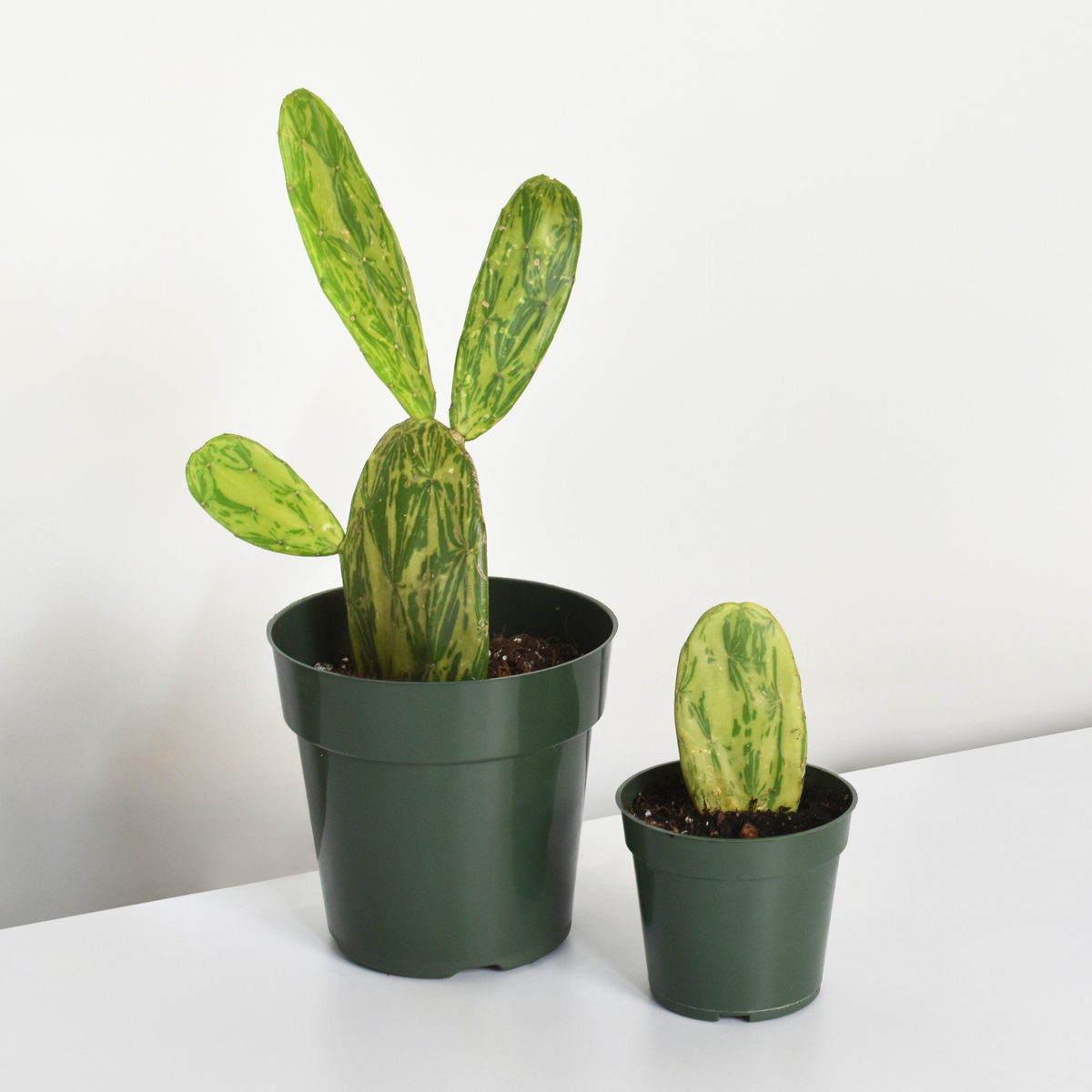 Variegated Opuntia Prickly Pear Cactus