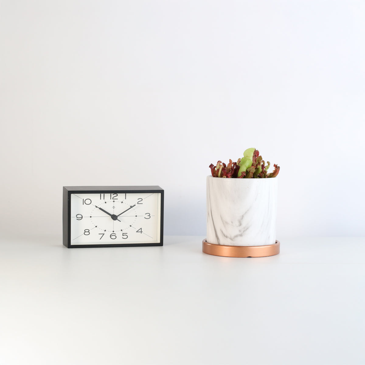 Venosa Red in 4.5" Daphne Ceramic Planter next to clock.
