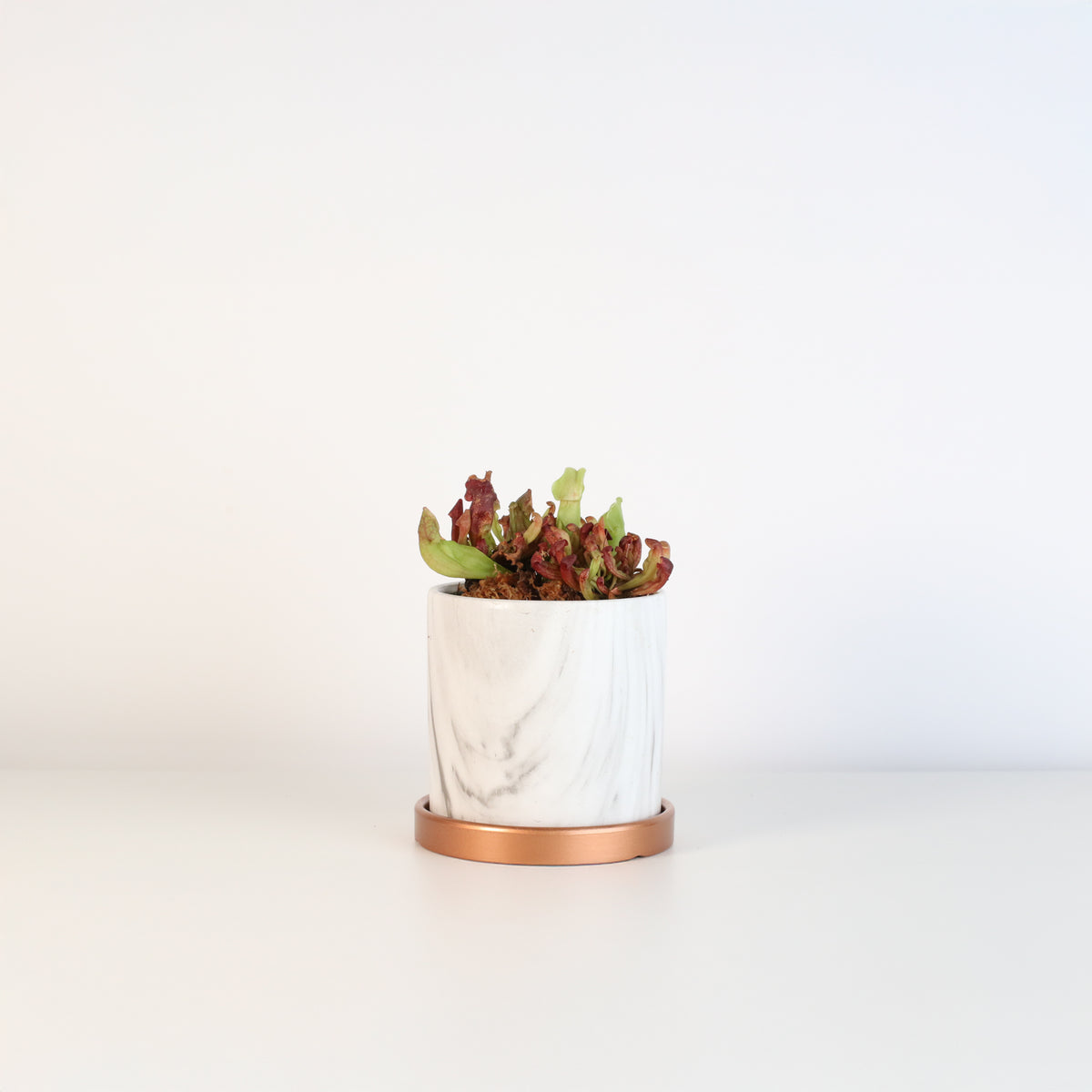 Venosa Red in 4.5" Daphne Ceramic Planter