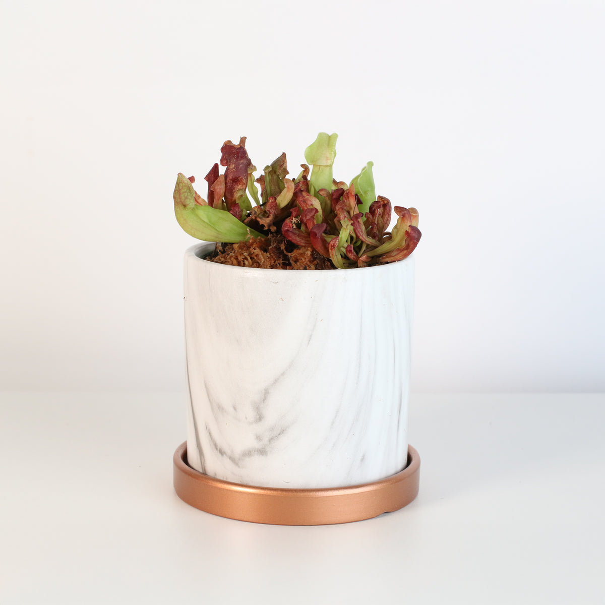 Sarracenia Purpurea 'Venosa Red' Carnivorous Plant