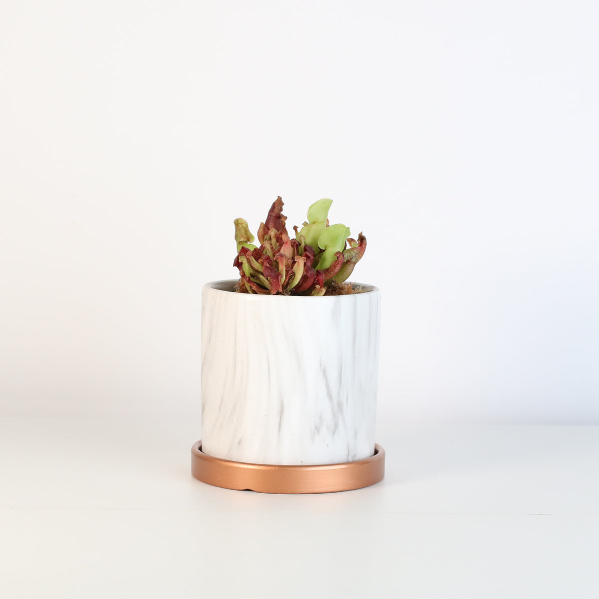 Venosa Red in 4.5" Daphne Ceramic Planter