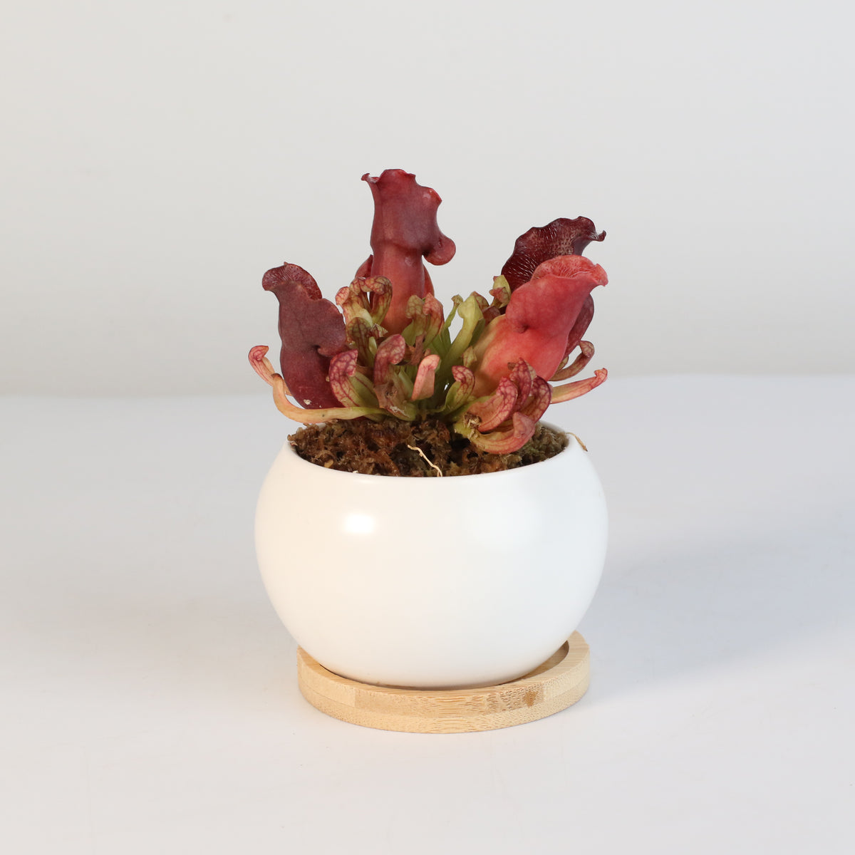 Sarracenia Purpurea 'Venosa Red' Carnivorous Plant