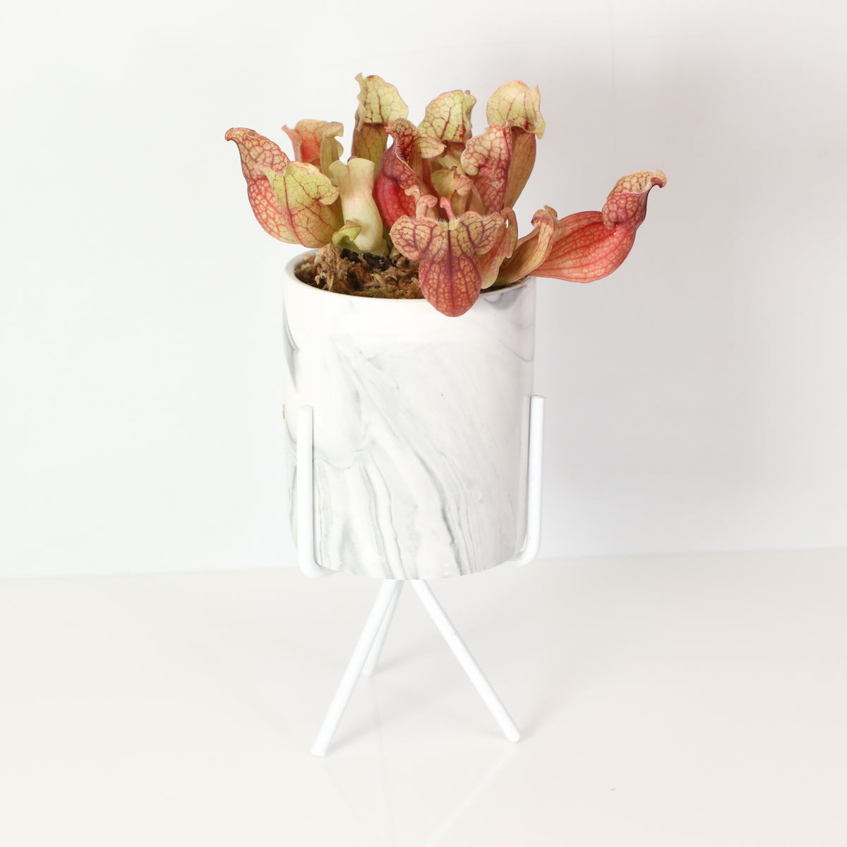 Sarracenia Purpurea 'Venosa Red' Carnivorous Plant