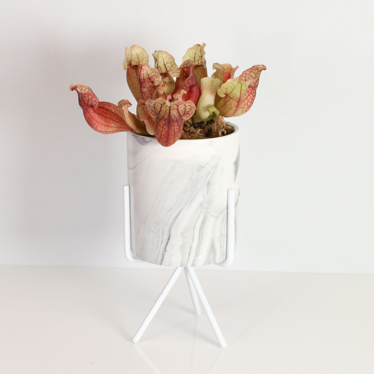 Sarracenia Purpurea 'Venosa Red' Carnivorous Plant