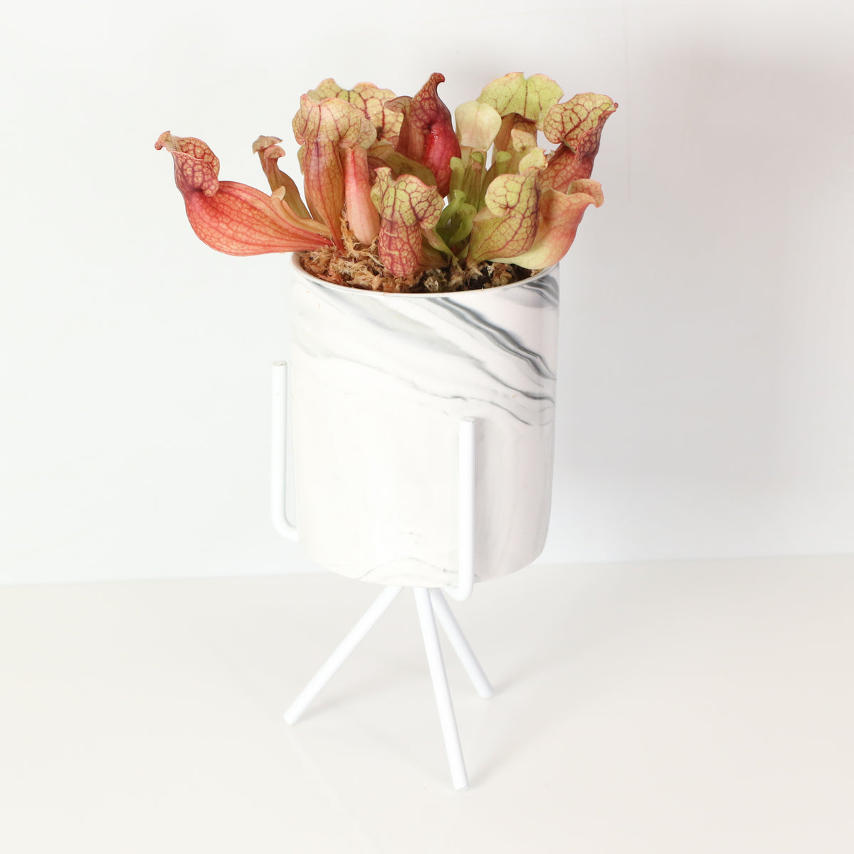 Sarracenia Purpurea 'Venosa Red' Carnivorous Plant