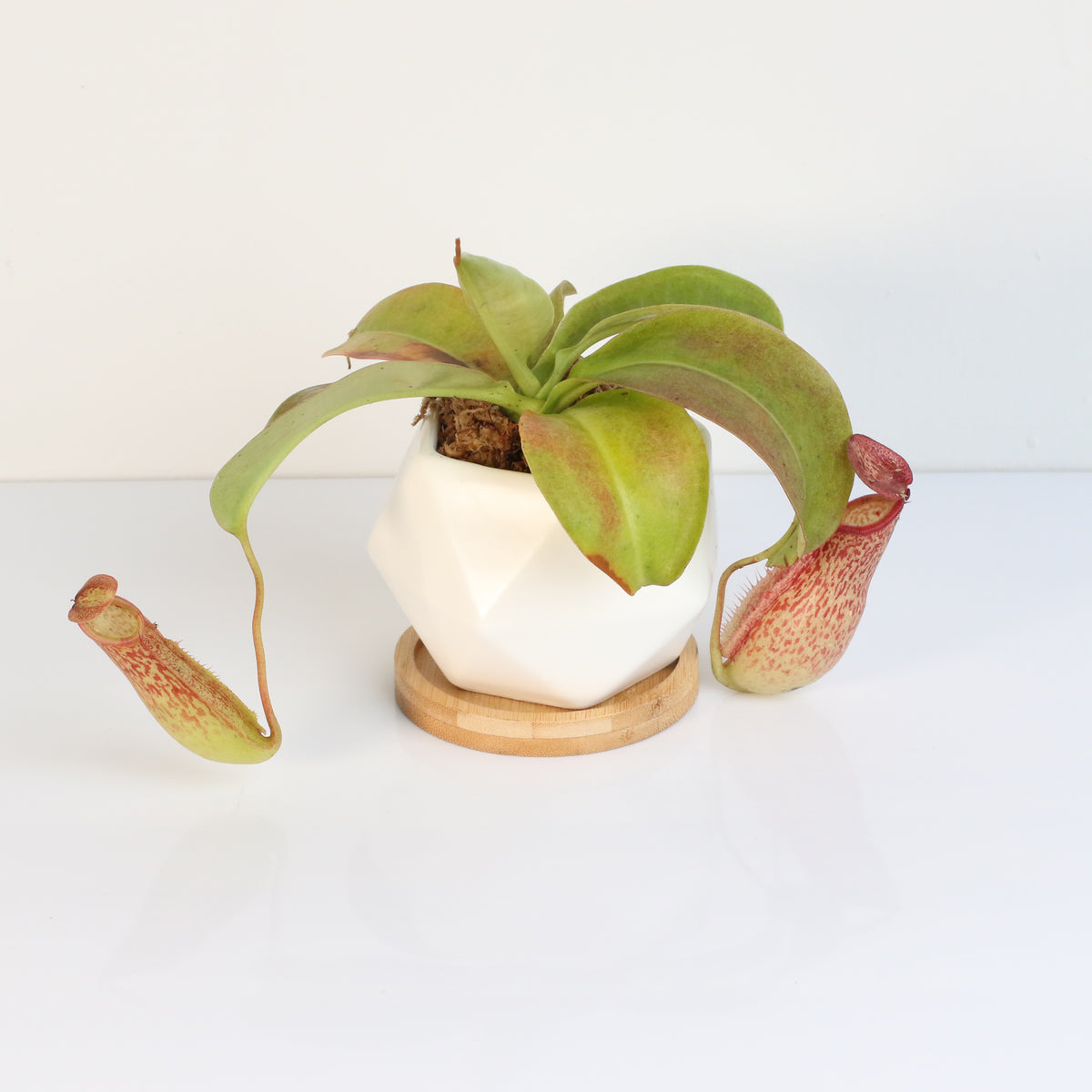 Tropical Pitcher Plant Nepenthes Miranda Carnivorous