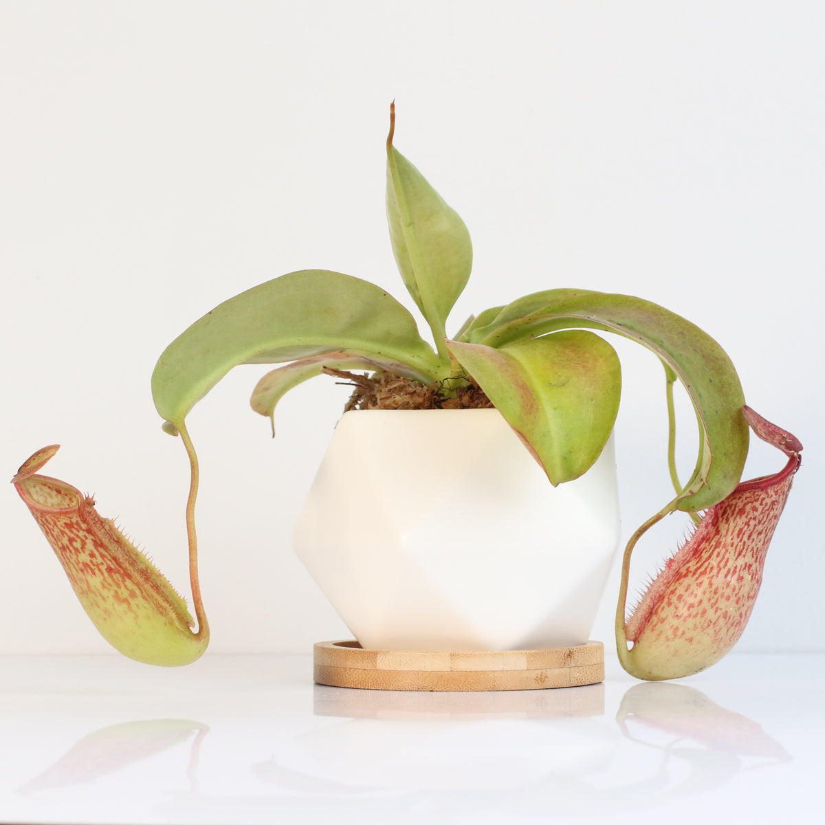 Tropical Pitcher Plant Nepenthes Miranda Carnivorous