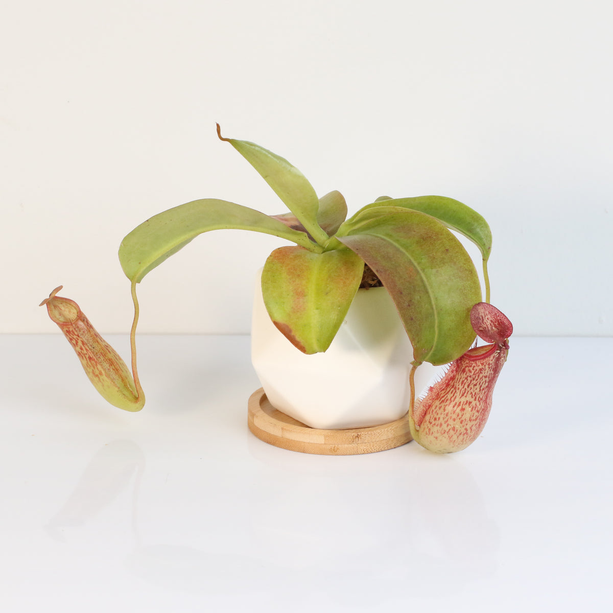 Tropical Pitcher Plant Nepenthes Miranda Carnivorous