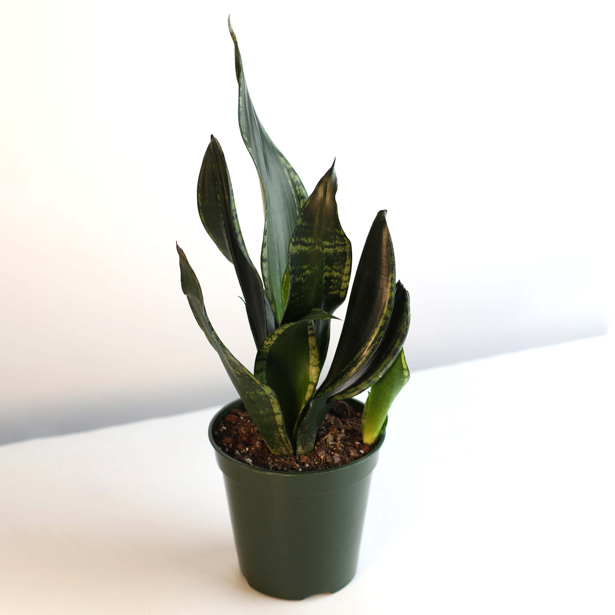Whitney Sansevieria Snake Plant