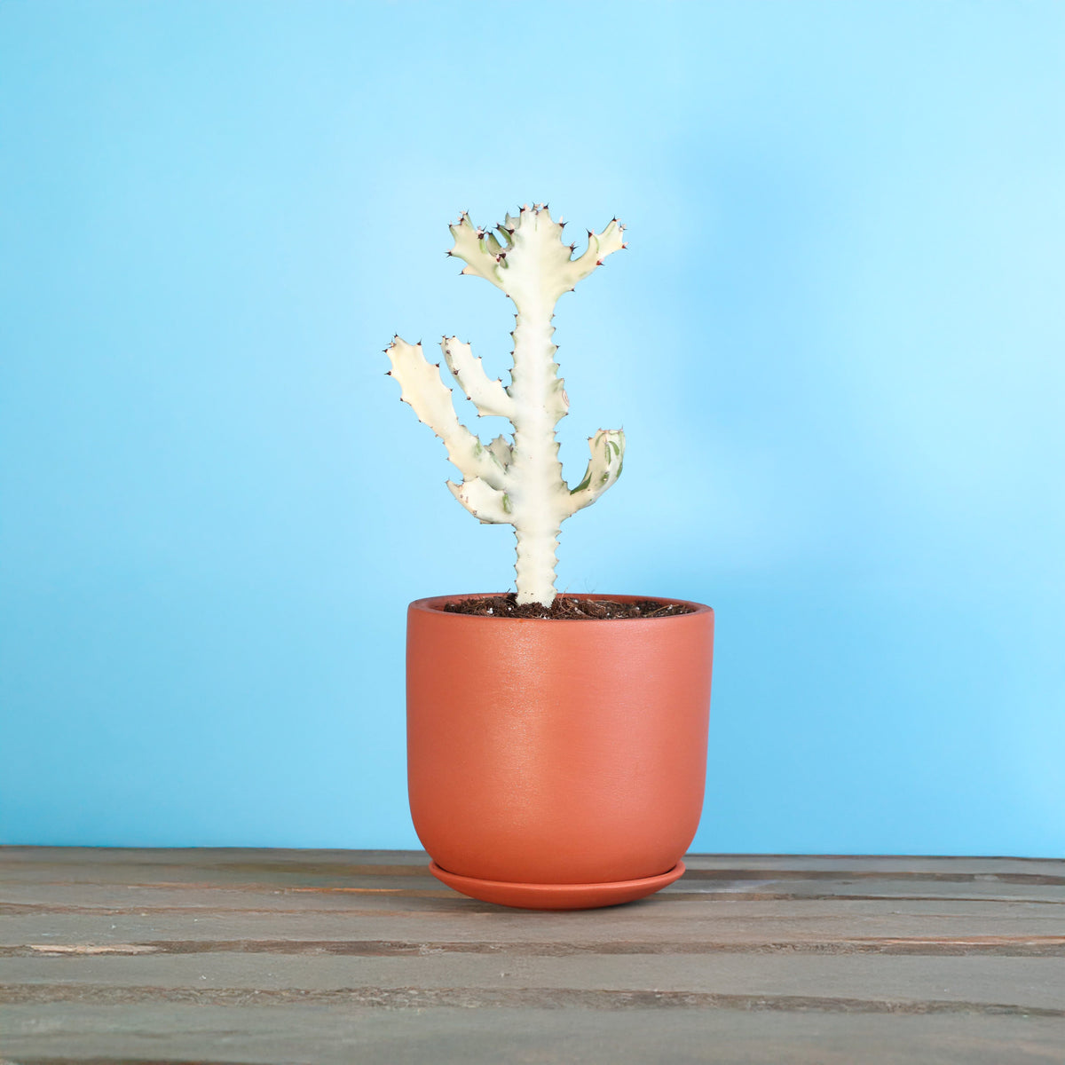 White Ghost Albo Succulent Plant