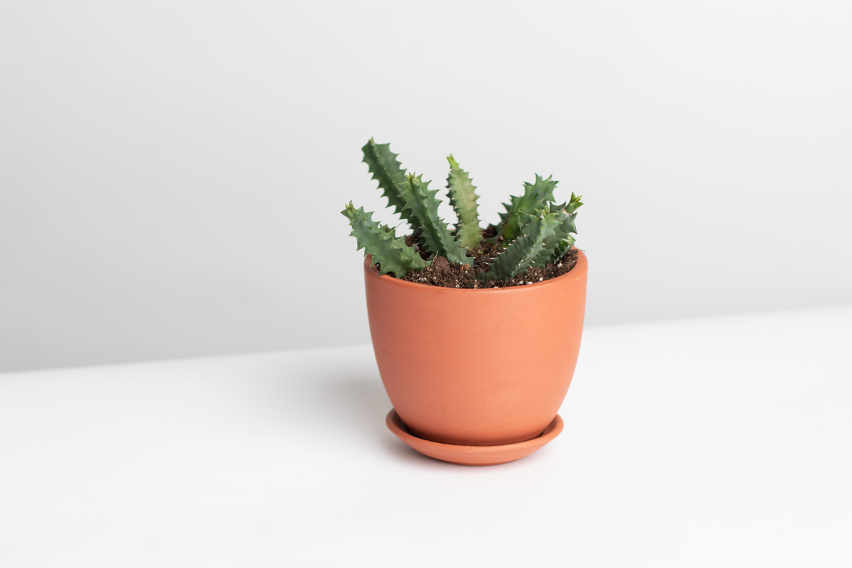 Life Saver Plant Starfish Cactus