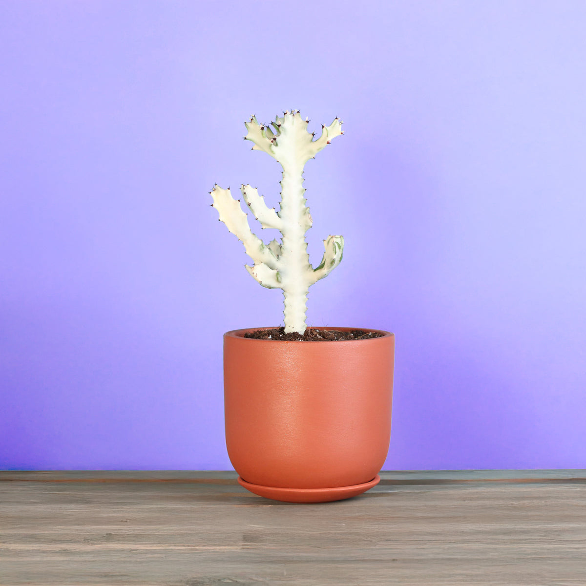 White Ghost Albo Succulent Plant