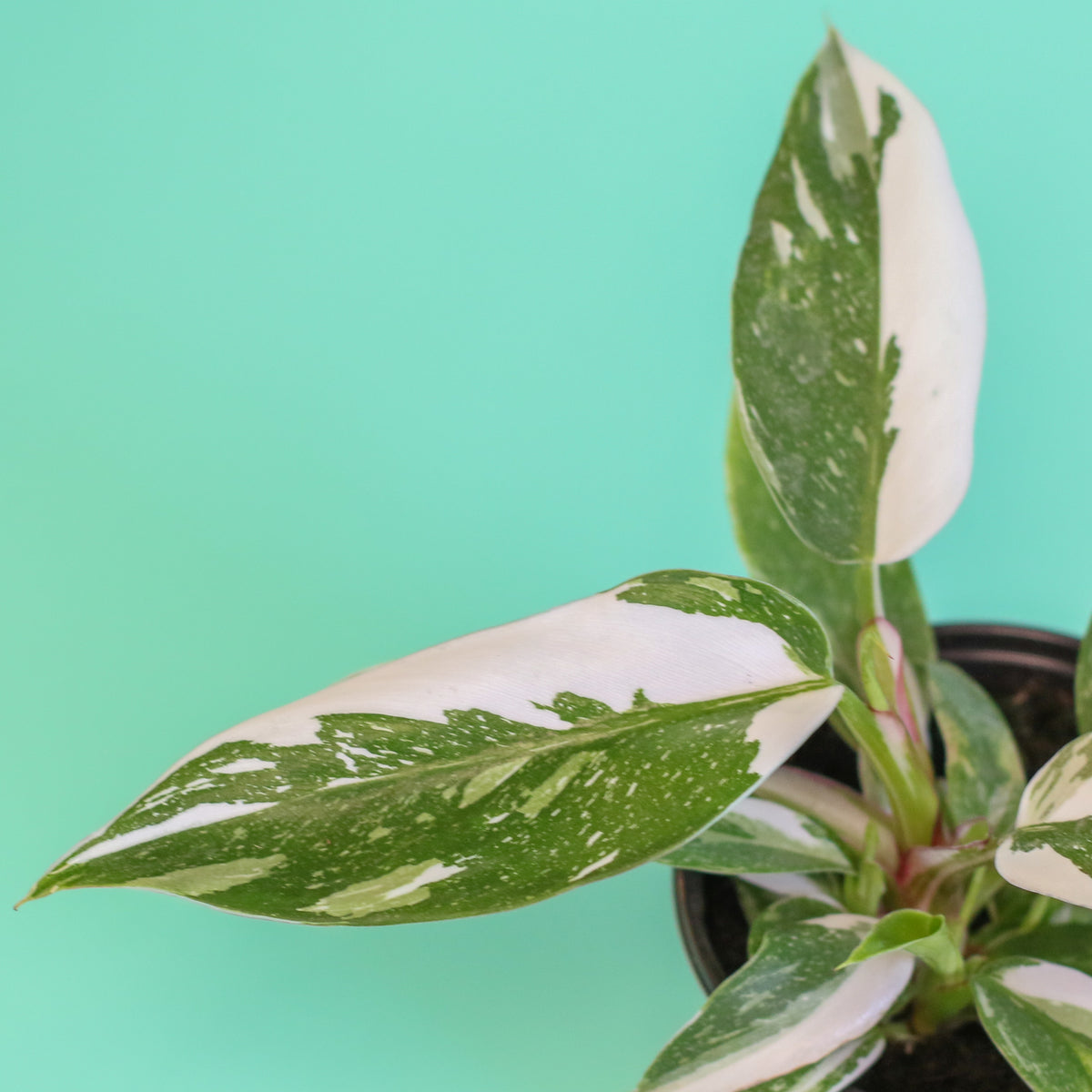 Philodendron 'White Princess'