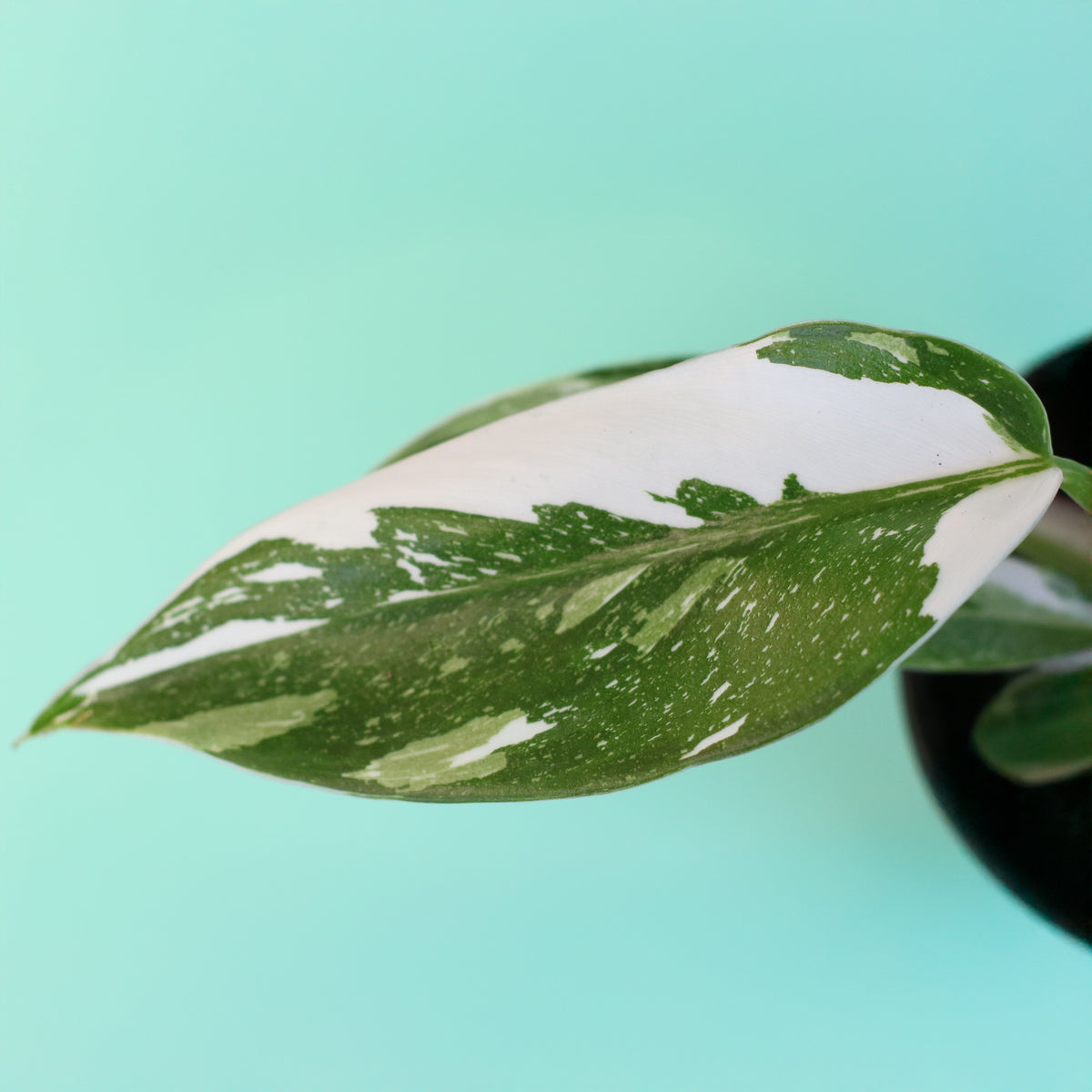 Philodendron 'White Princess'