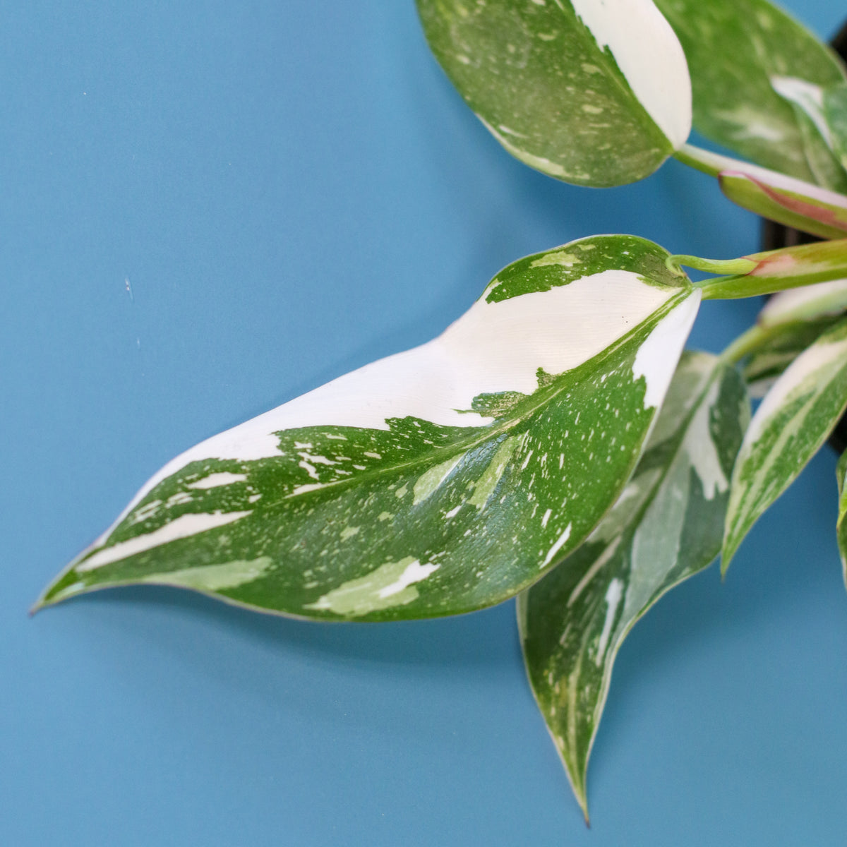 Philodendron 'White Princess'