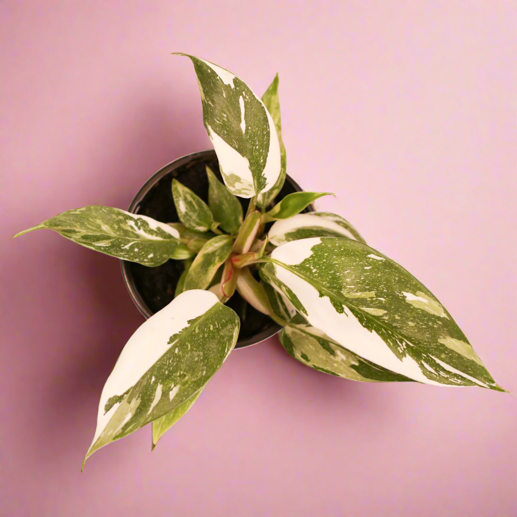 Philodendron 'White Princess'