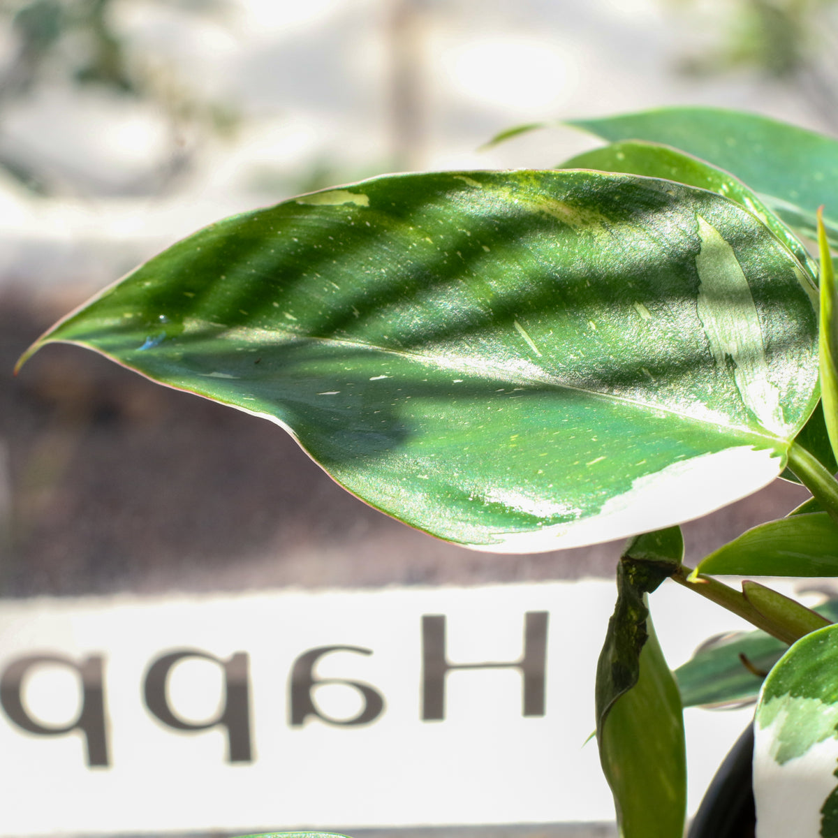 Philodendron 'White Princess'