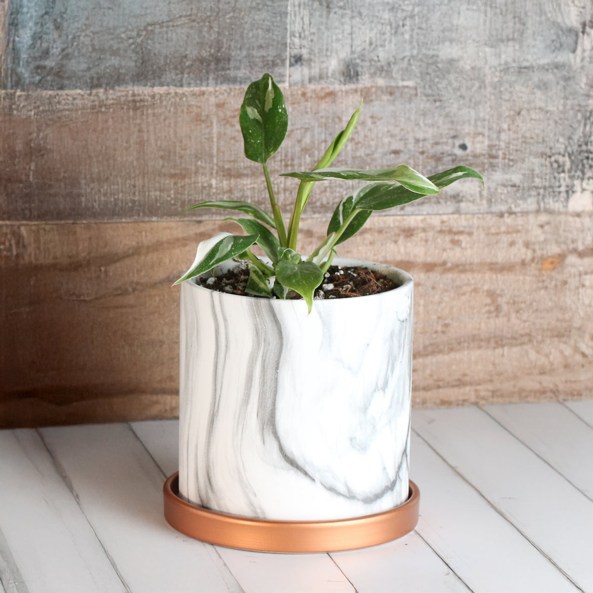 Philodendron 'White Princess'