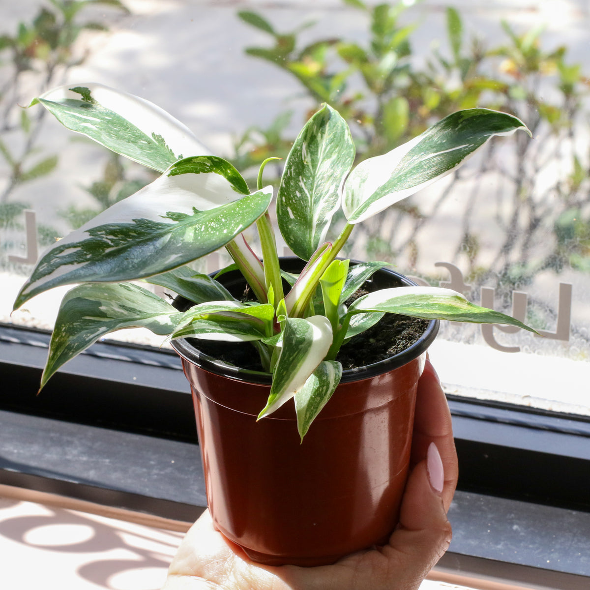 Philodendron 'White Princess'
