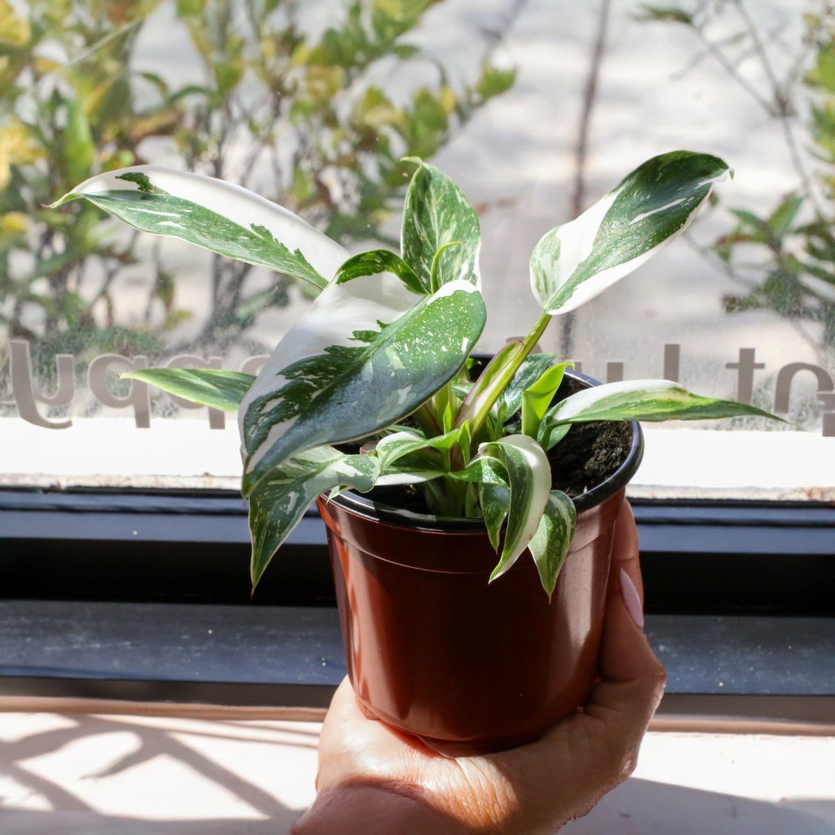 Philodendron 'White Princess'