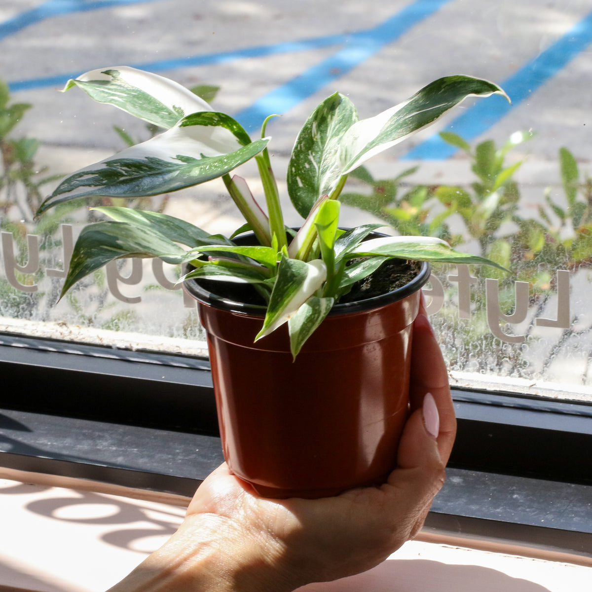 Philodendron 'White Princess'