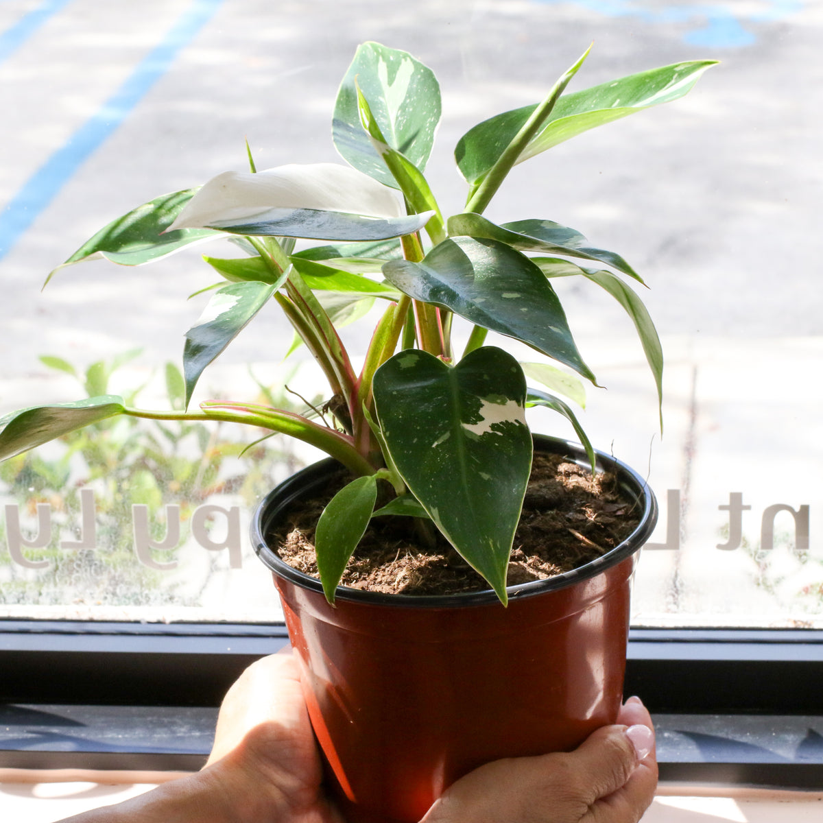 Philodendron 'White Princess'