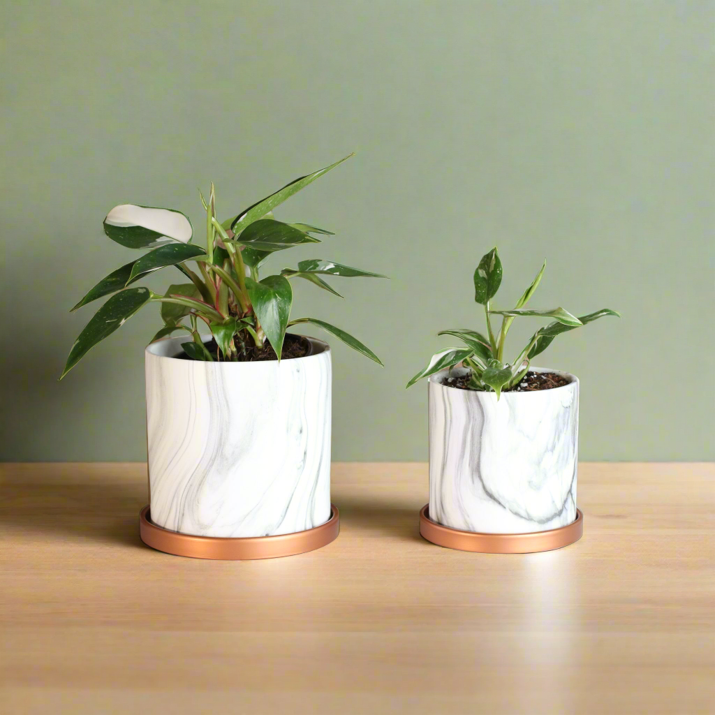 Philodendron 'White Princess'