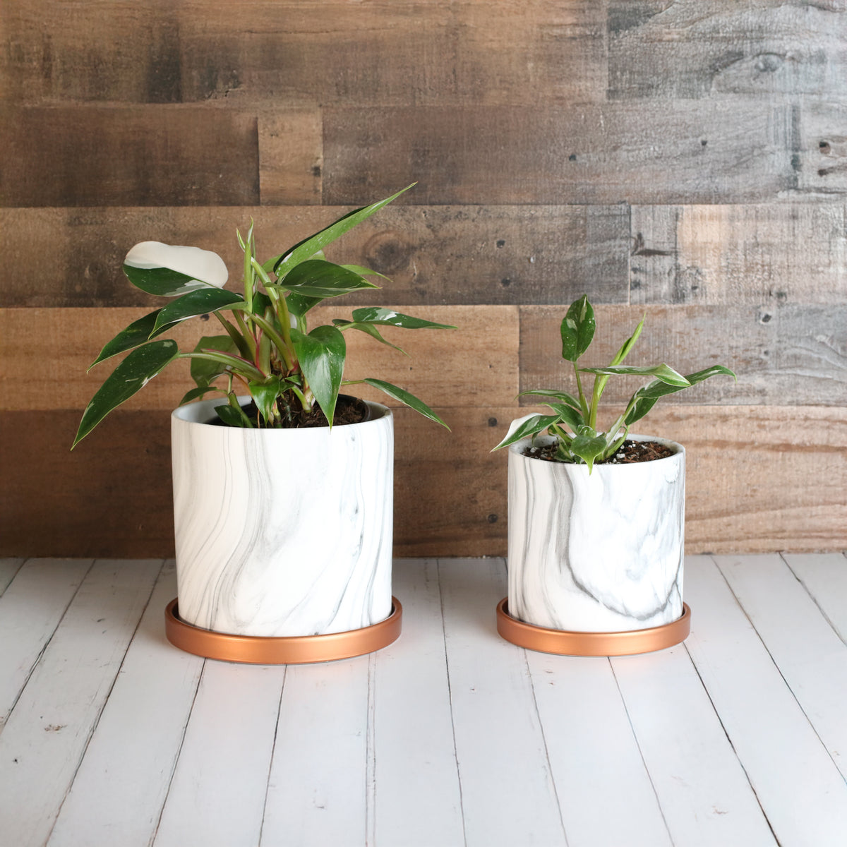 Philodendron 'White Princess'