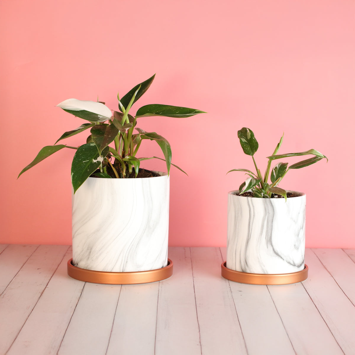 Philodendron 'White Princess'
