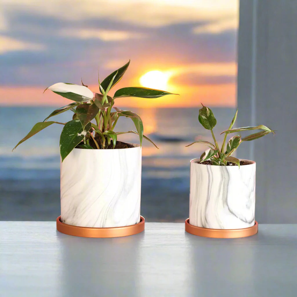 Philodendron 'White Princess'