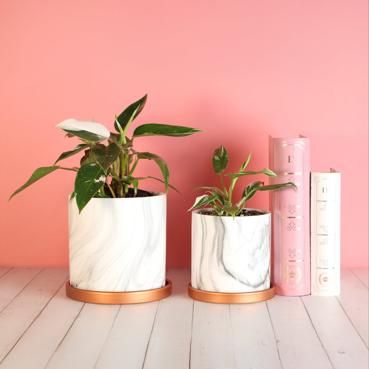 Philodendron 'White Princess'