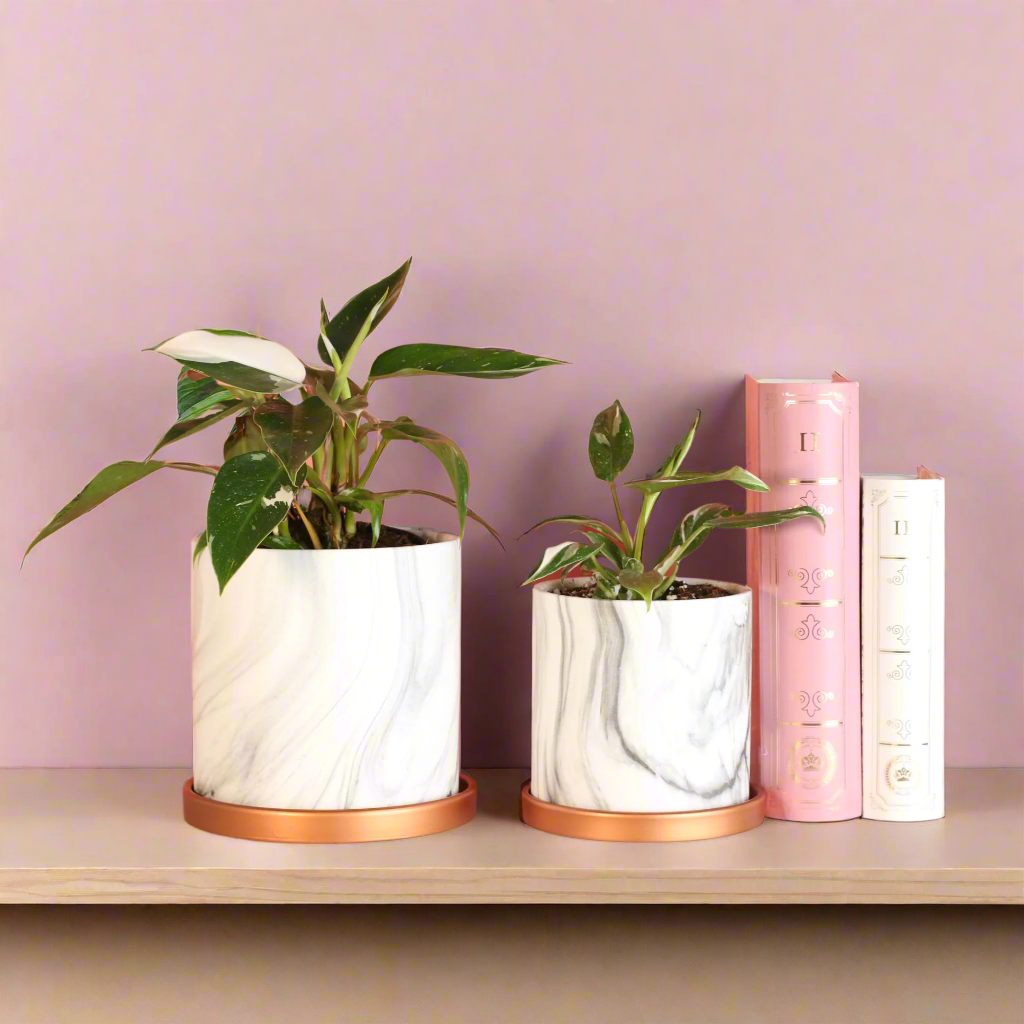 Philodendron 'White Princess'