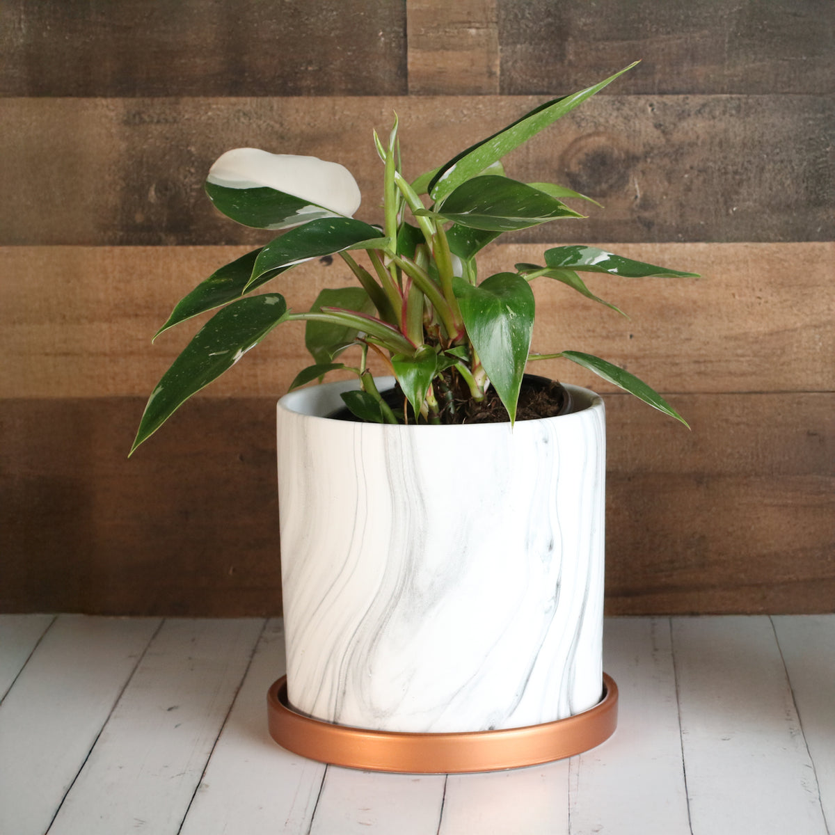 Philodendron 'White Princess'