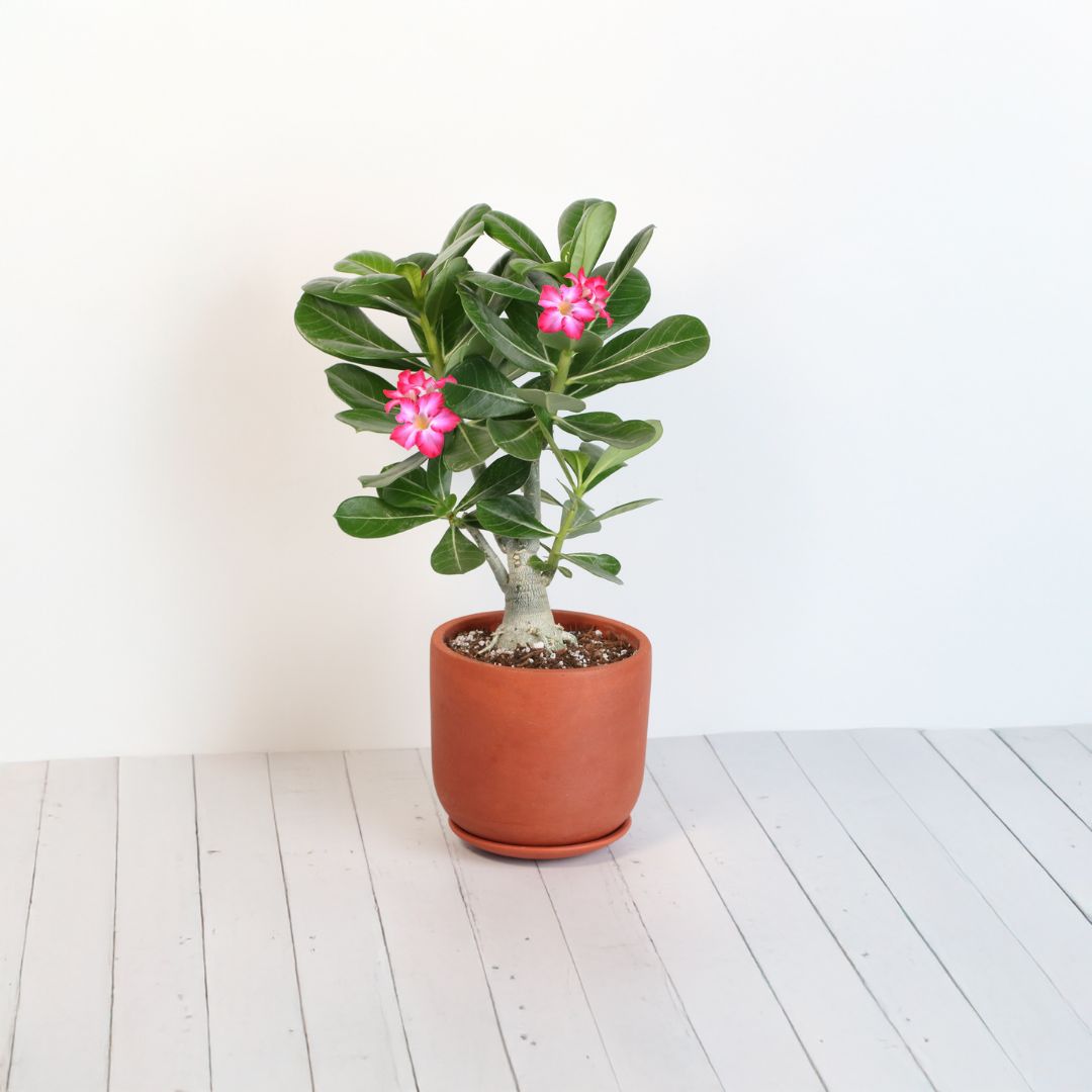 Desert Rose (Adenium obesum)