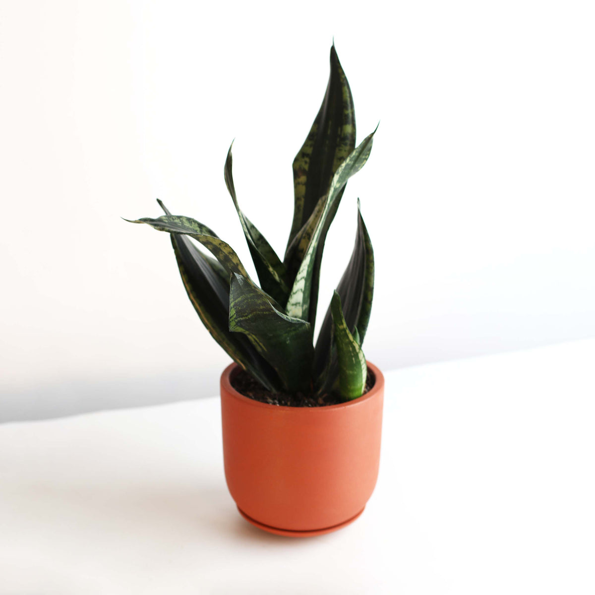 Whitney Sansevieria Snake Plant