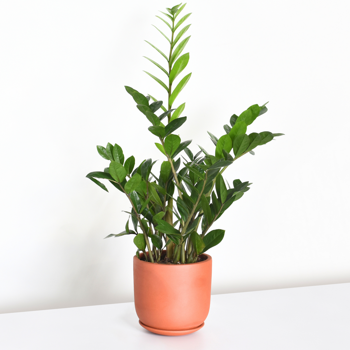 Whitney Round Terracotta Minimalist Planter - Empty