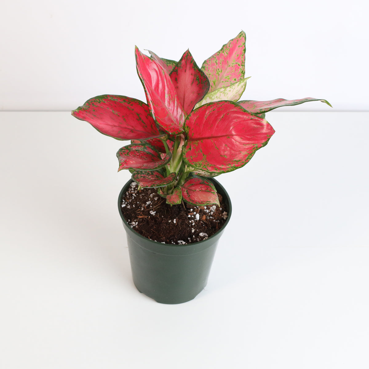 Aglaonema 'Wishes' Plant