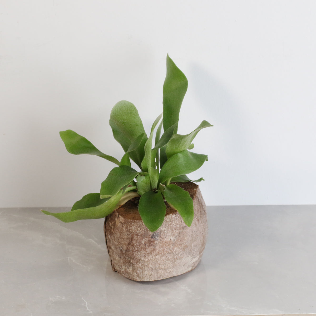 Staghorn Fern