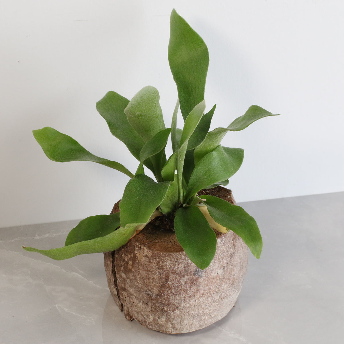 Staghorn Fern