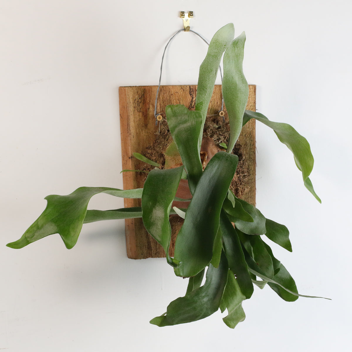 Staghorn Fern